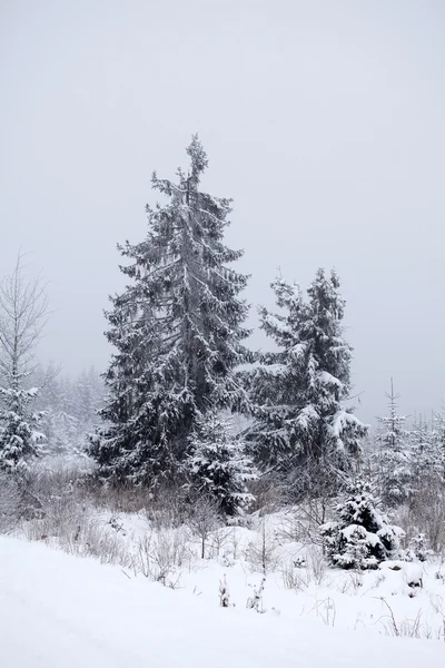 山中の松の木が雪に覆われています。 — ストック写真