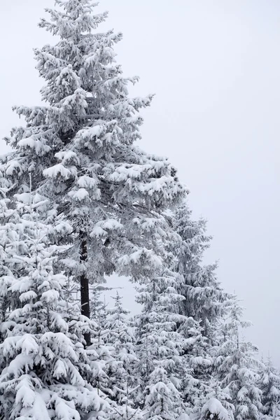 山中の松の木が雪に覆われています。 — ストック写真