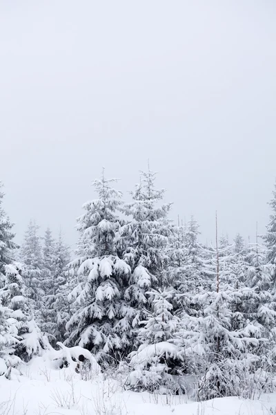 山中の松の木が雪に覆われています。 — ストック写真