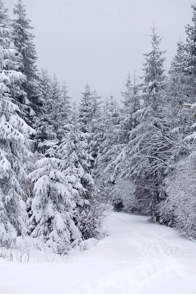 雪に覆われた冬の風景 — ストック写真