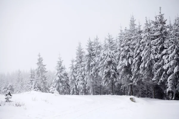 覆盖着积雪的冬季景观 — 图库照片