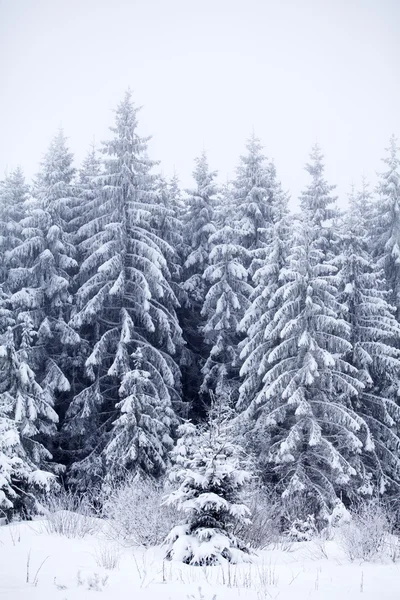山中の松の木が雪に覆われています。 — ストック写真