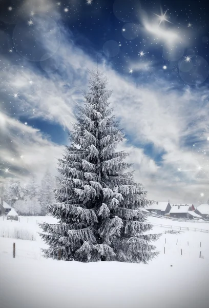 Kerst achtergrond met besneeuwde dennenbomen — Stockfoto