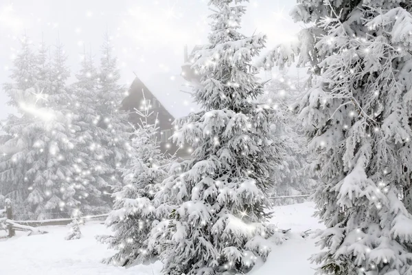 Pins couverts de givre dans la neige — Photo