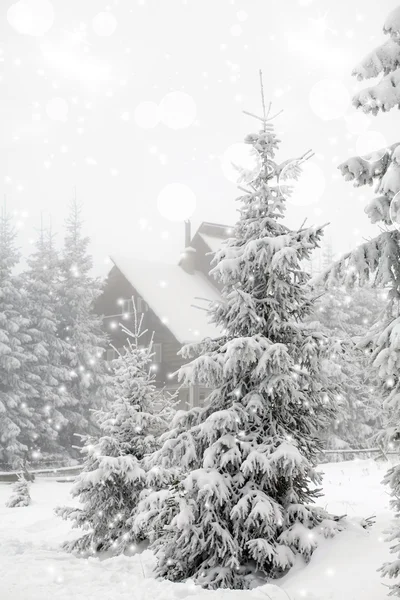 Pinos cubiertos de escarcha en nieve —  Fotos de Stock