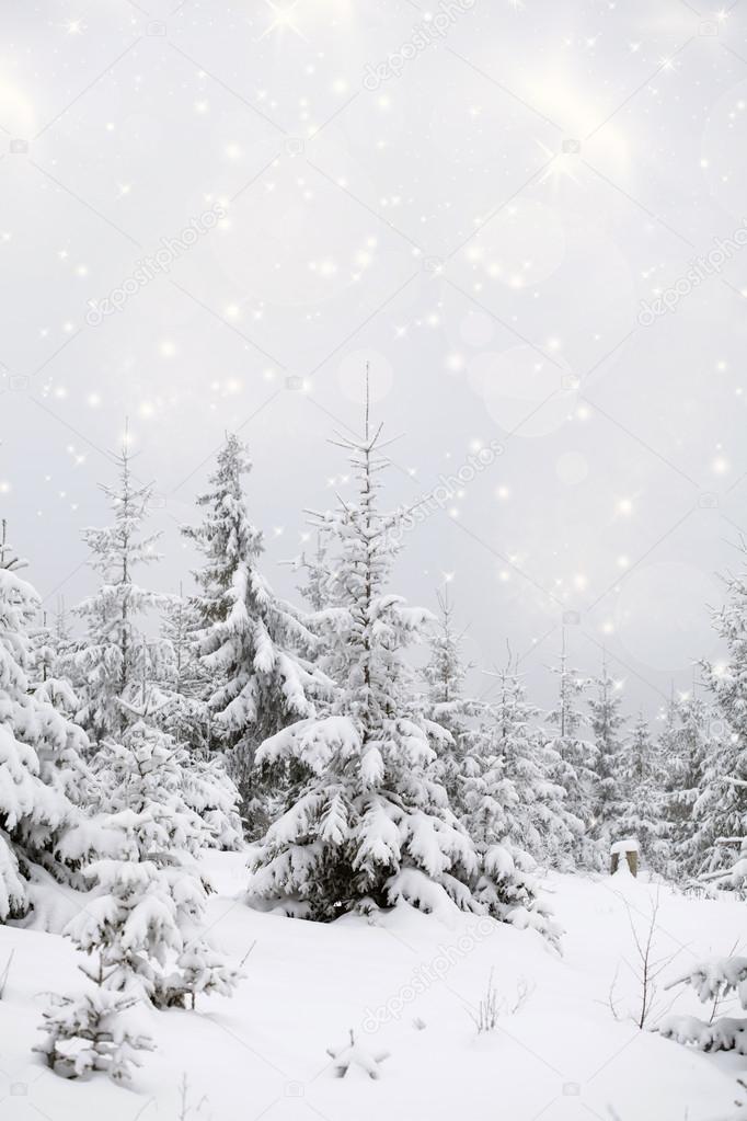 Frost covered pine trees in snow 