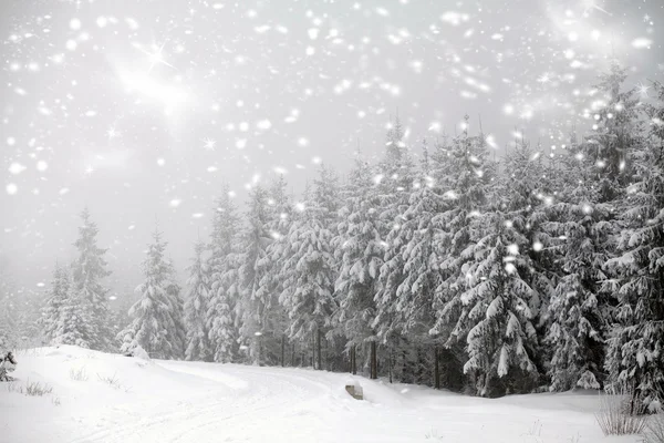 Winter landscape - snowfall in coniferous forest — Stock Photo, Image