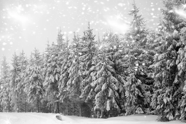 Paisagem de inverno - queda de neve na floresta conífera — Fotografia de Stock