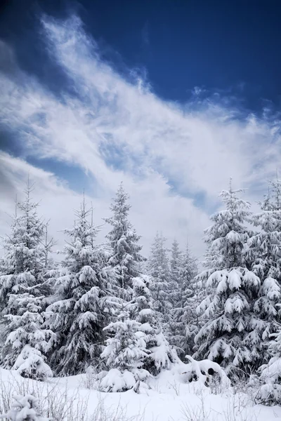 Paesaggio invernale con abeti innevati — Foto Stock