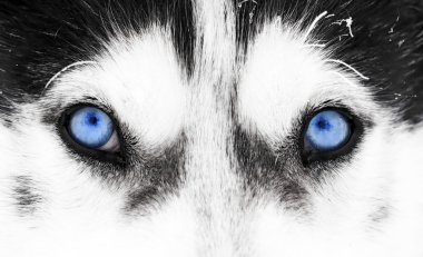 Husky köpek mavi göz yakın çekim shot