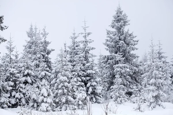 Зимний пейзаж со снежными елками — стоковое фото