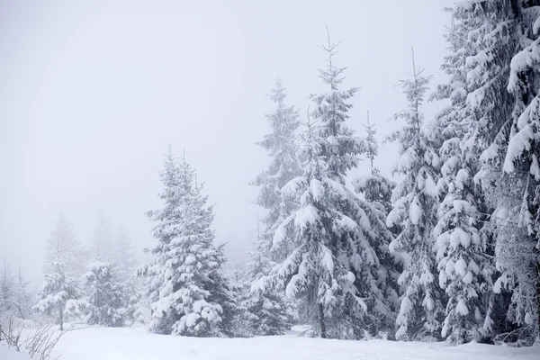 Zimowy pejzaż z snowy jodły — Zdjęcie stockowe