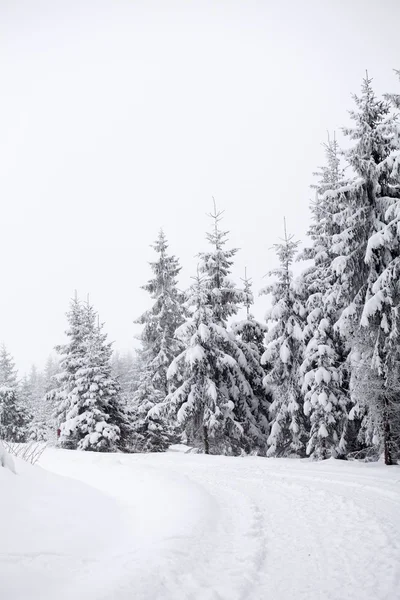 Snowy path in the forest — Stock Photo, Image