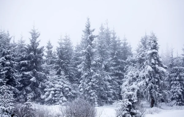 Weihnachten Hintergrund mit schneebedeckten Tannen — Stockfoto