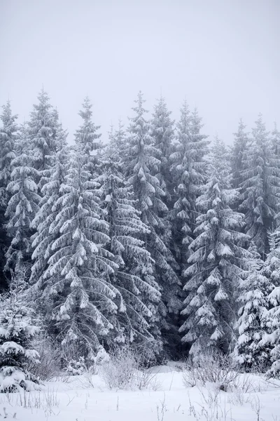 Kerst achtergrond met besneeuwde dennenbomen Rechtenvrije Stockfoto's