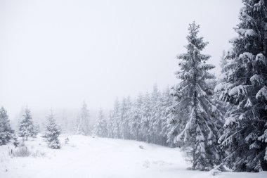 Karlı köknar ağaçları ile Noel arkaplanı