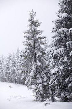 Karlı köknar ağaçları ile Noel arkaplanı