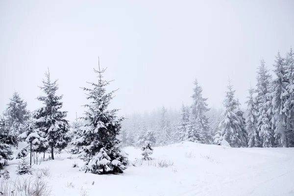 Zimowy pejzaż z snowy jodły — Zdjęcie stockowe