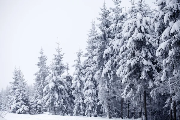 有白雪杉树的圣诞背景 — 图库照片