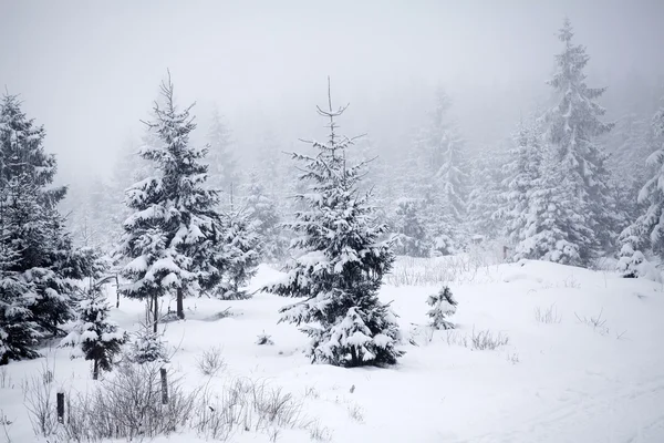 Christmas background with snowy fir trees — Stock Photo, Image