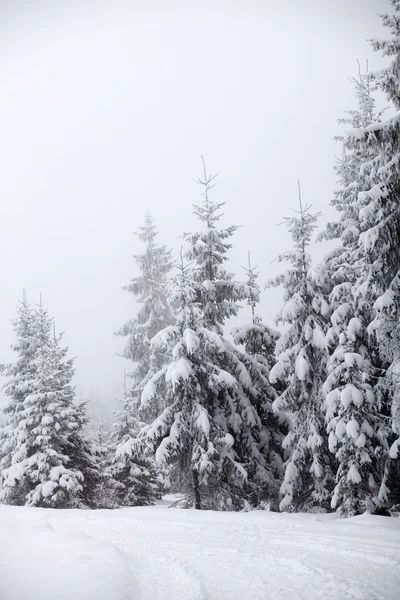 Karlı köknar ağaçları ile Noel arkaplanı — Stok fotoğraf