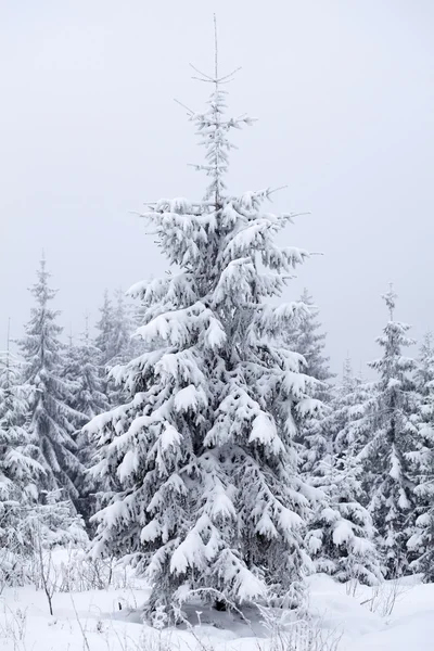 Sneeuwsparren boom Rechtenvrije Stockafbeeldingen