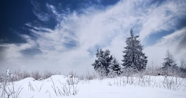 Weihnachten Hintergrund mit schneebedeckten Tannen — Stockfoto