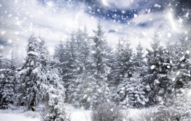 karlı köknar ağaçları ile kış manzarası