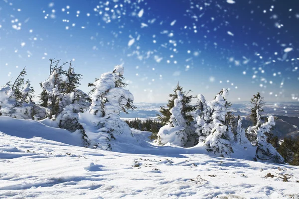 雪の fir 木と冬の風景 — ストック写真