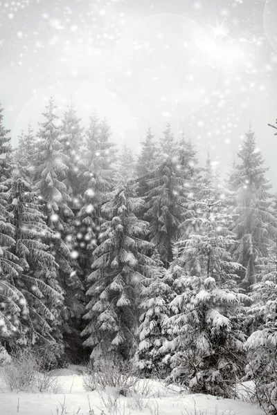 Paysage hivernal avec sapins neigeux — Photo