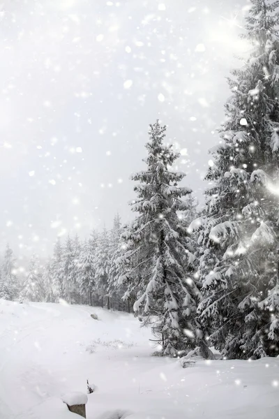 Paysage hivernal avec sapins neigeux — Photo