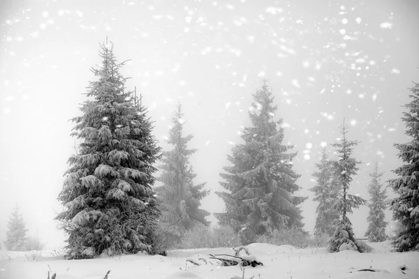 Paysage hivernal avec sapins neigeux — Photo