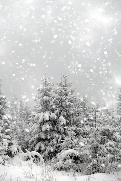 Paesaggio invernale con abeti innevati — Foto Stock