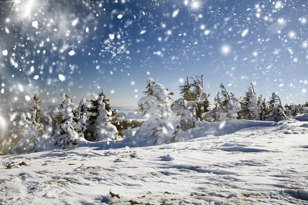 冬季景观与雪杉树 — 图库照片