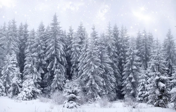 Vinterlandskab med sneklædte grantræer - Stock-foto