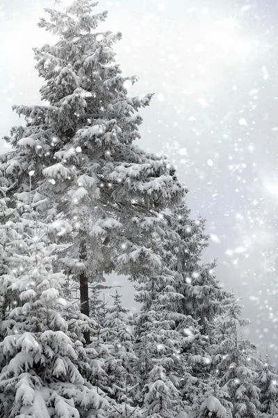 Kerst achtergrond met besneeuwde dennenbomen Rechtenvrije Stockfoto's