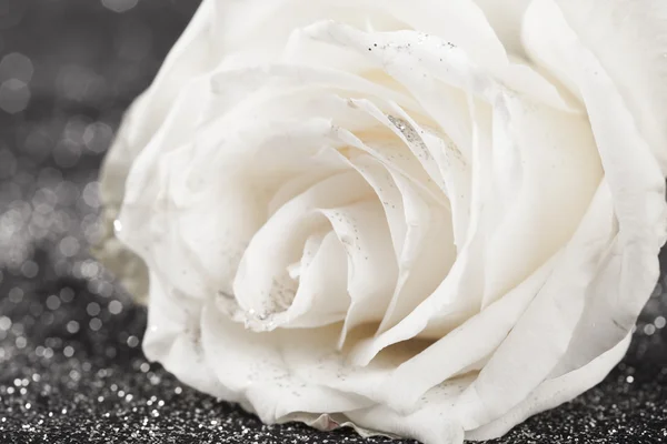 Rosa blanca sobre fondo brillante brillante —  Fotos de Stock