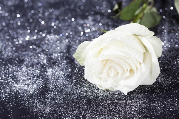 White rose on sparkling glittering  background — Stock Photo, Image