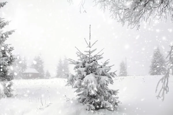 Christmas background with snowy fir trees — Stock Photo, Image