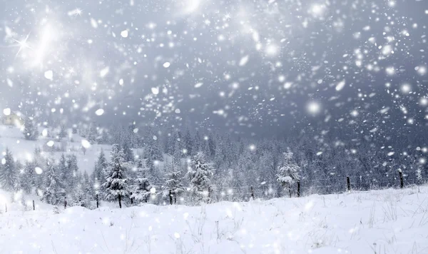 Jul bakgrund med snöiga gran träd — Stockfoto