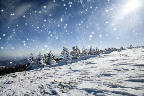 Christmas background with snowy fir trees — Stock Photo, Image