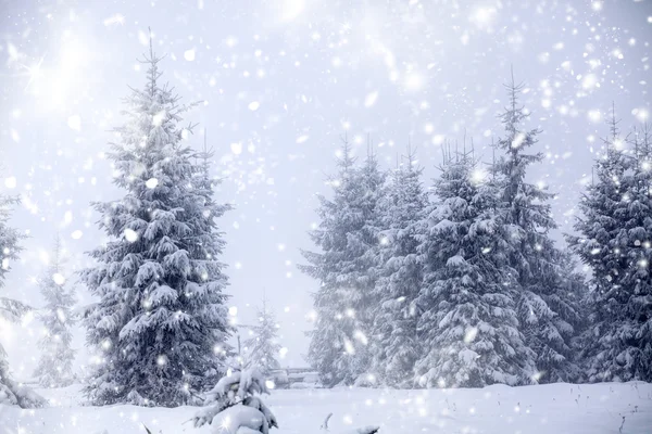 Jul bakgrund med snöiga gran träd — Stockfoto