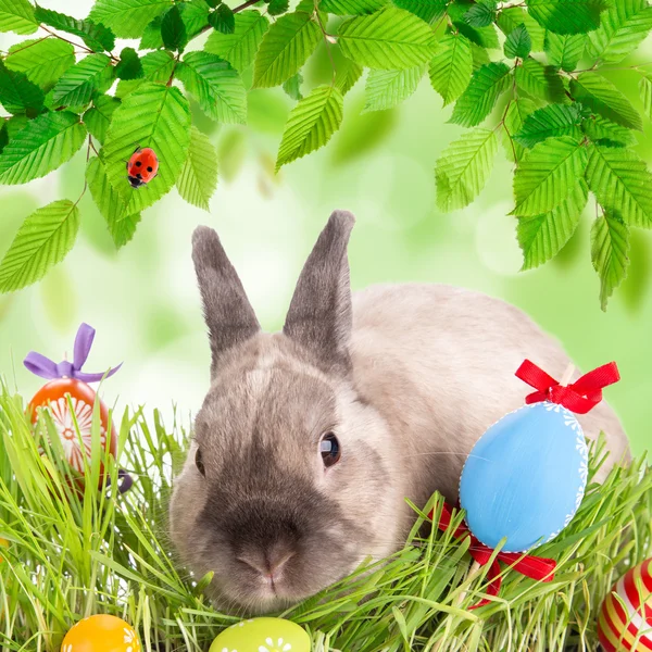 Funny little rabbit. Easter background. — Stock Photo, Image