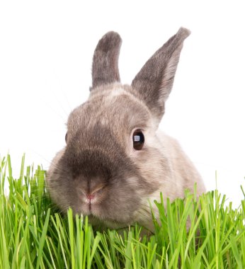 Komik küçük tavşan. Paskalya arka plan.