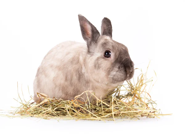 Funny little rabbit. — Stock Photo, Image
