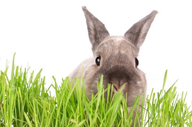 Komik küçük tavşan. Paskalya arka plan.