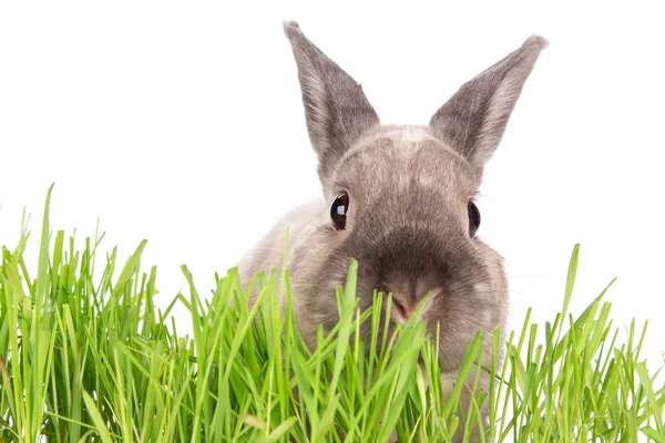 กระต่ายน้อยตลก พื้นหลังอีสเตอร์ . — ภาพถ่ายสต็อก