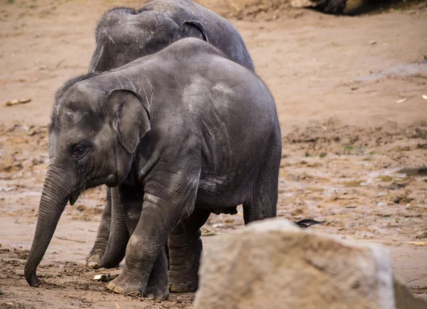 Herd of elephants on sandy ground.