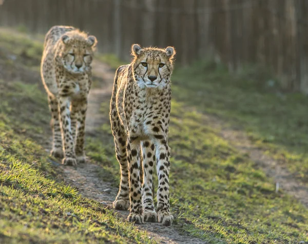 Porträt wilder Geparden auf Patrouille — Stockfoto