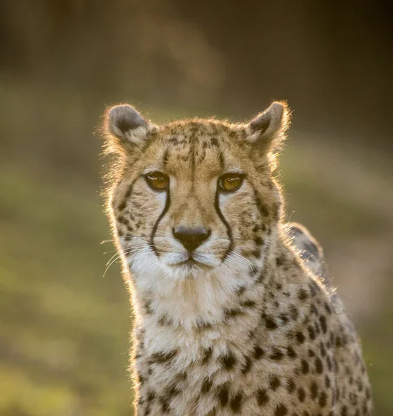 Portrait of wild cheetah patrolling — Stock Photo, Image